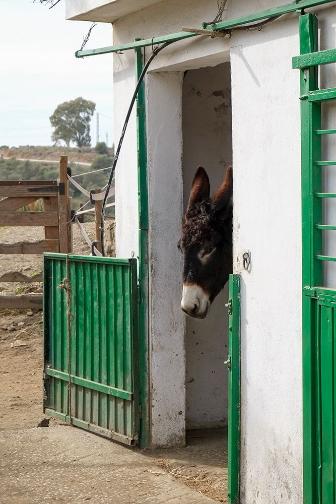 Mijas, Spain. Donkeys at a local animal rescue sanctuary art print by Julien McRoberts for $57.95 CAD