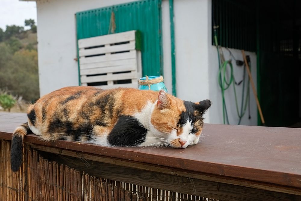 Mijas, Spain. Feral farm cat art print by Julien McRoberts for $57.95 CAD