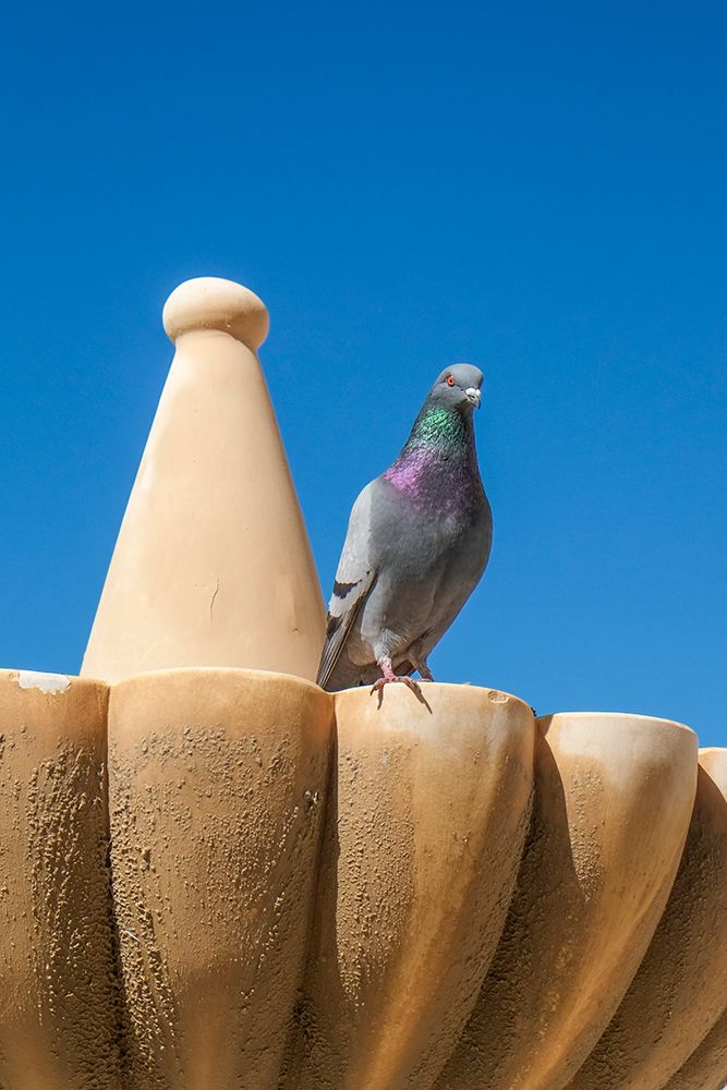 Rhonda, Spain. Pigeon on a fountain in town center. art print by Julien McRoberts for $57.95 CAD