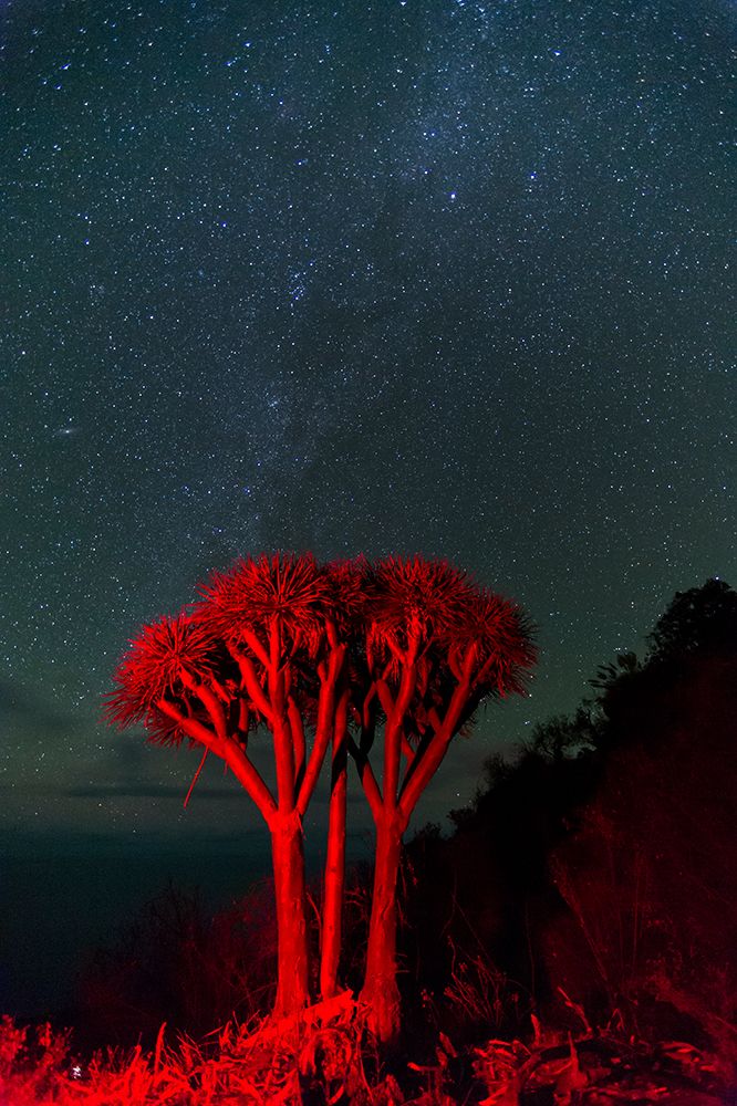 A Dragon tree-Dracaena draco-under a starry sky La Palma Island-Canary Islands-Spain art print by Sergio Pitamitz for $57.95 CAD