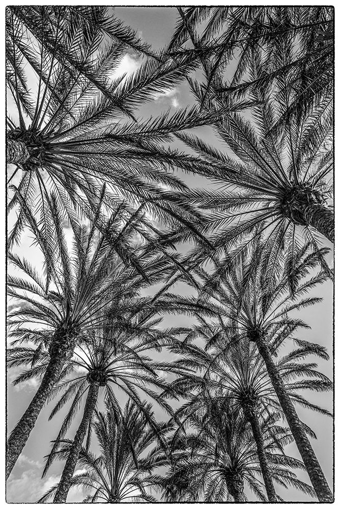 Spain-Canary Islands-Gran Canaria Island-Maspalomas-palm tree canopy art print by Walter Bibikow for $57.95 CAD