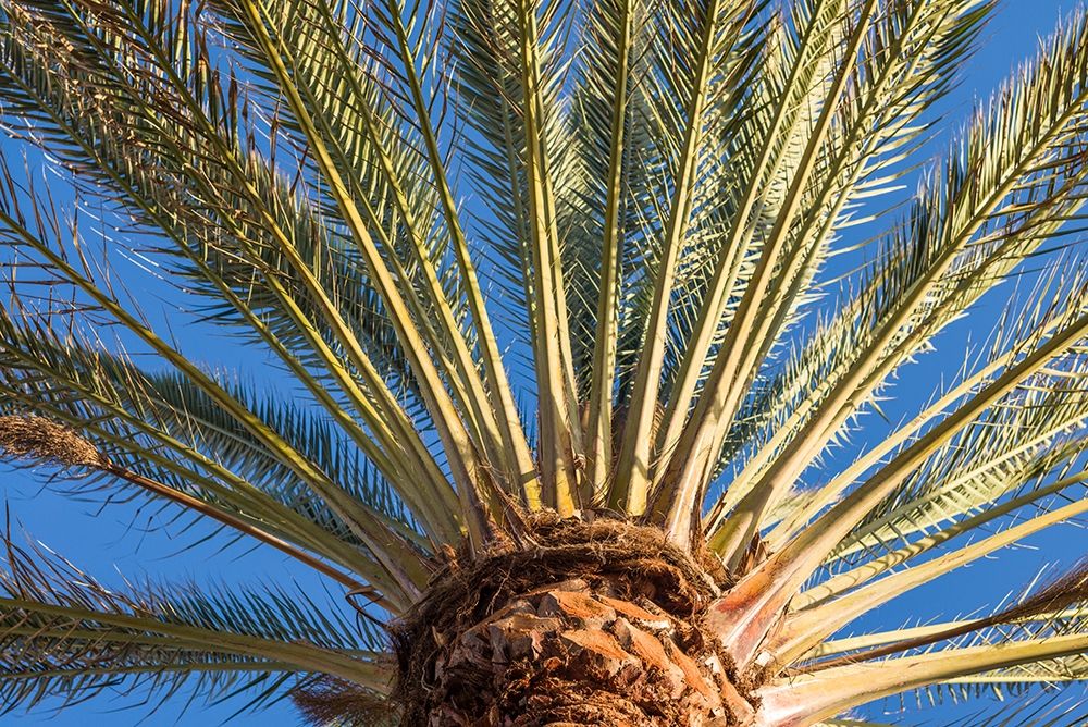 Canary Islands-Fuerteventura Island-Morro Jable-Playa del Matorral beach-palm tree art print by Walter Bibikow for $57.95 CAD