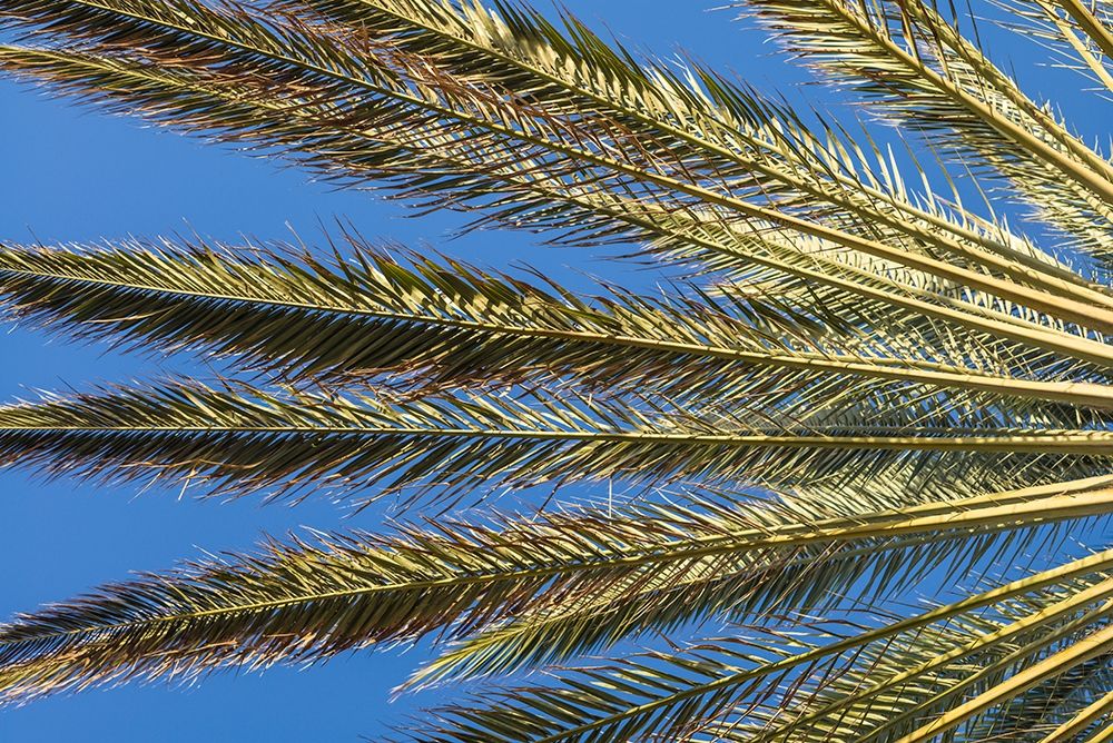 Canary Islands-Fuerteventura Island-Morro Jable-Playa del Matorral beach-palm tree art print by Walter Bibikow for $57.95 CAD