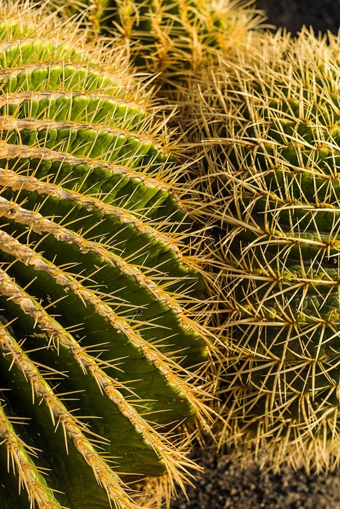 Canary Islands-Fuerteventura Island-Caleta de Fuste-beachfront cactus art print by Walter Bibikow for $57.95 CAD