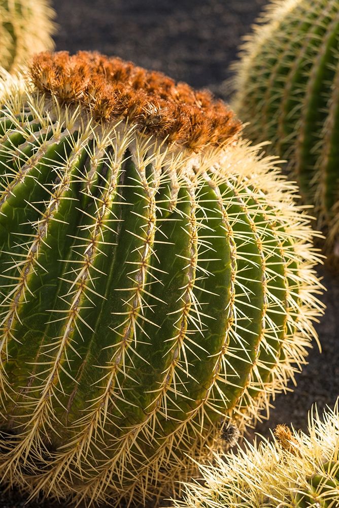 Canary Islands-Fuerteventura Island-Caleta de Fuste-beachfront cactus art print by Walter Bibikow for $57.95 CAD