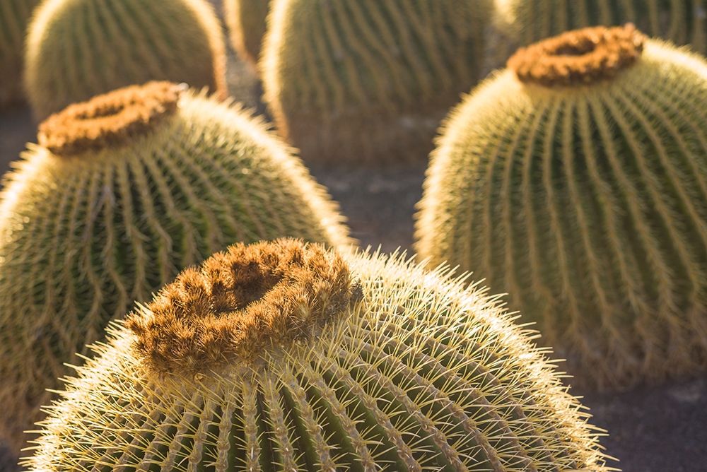 Canary Islands-Fuerteventura Island-Caleta de Fuste-beachfront cactus art print by Walter Bibikow for $57.95 CAD