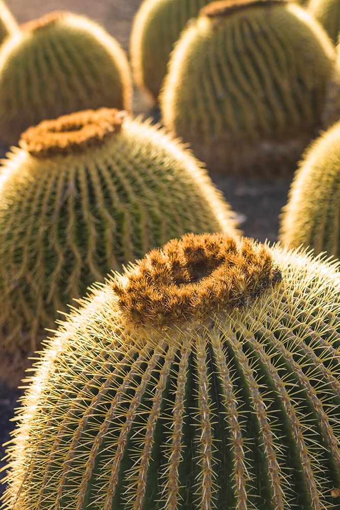 Canary Islands-Fuerteventura Island-Caleta de Fuste-beachfront cactus art print by Walter Bibikow for $57.95 CAD