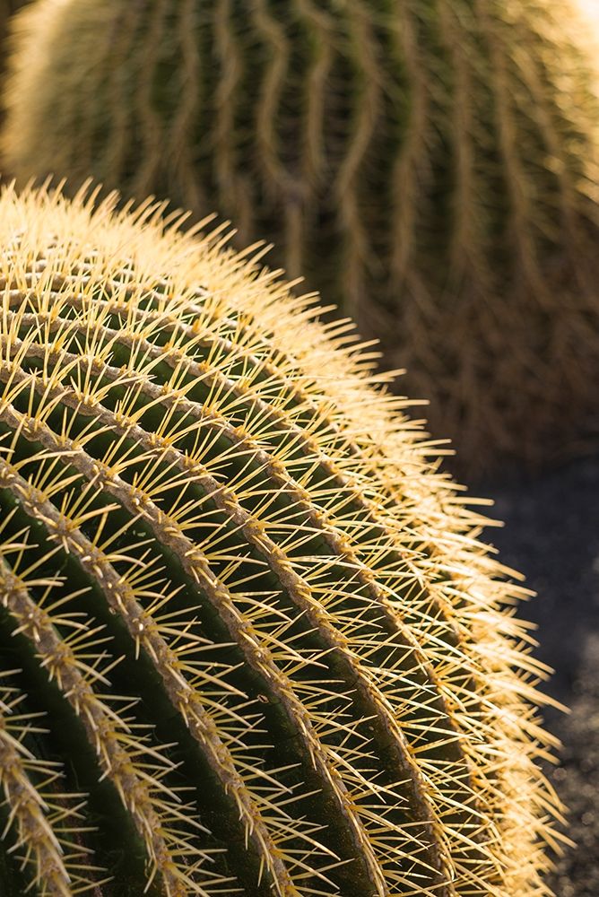Canary Islands-Fuerteventura Island-Caleta de Fuste-beachfront cactus art print by Walter Bibikow for $57.95 CAD