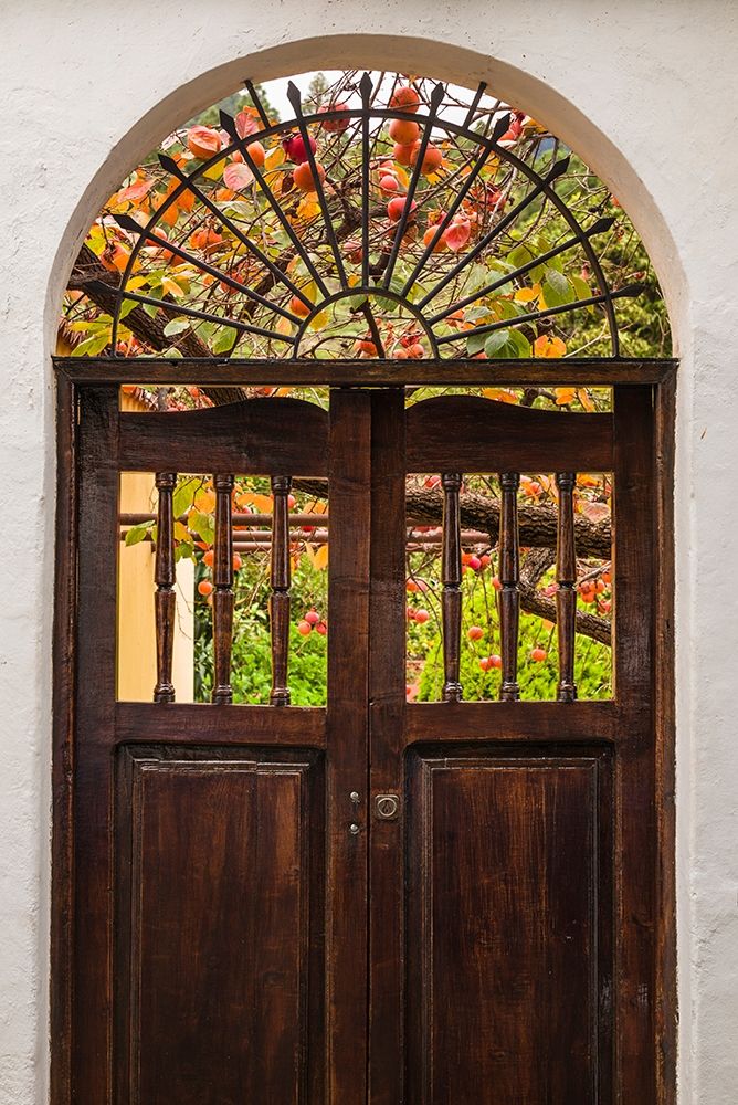 Canary Islands-La Palma Island-Santa Cruz de la Palma-persimmon fruit garden art print by Walter Bibikow for $57.95 CAD