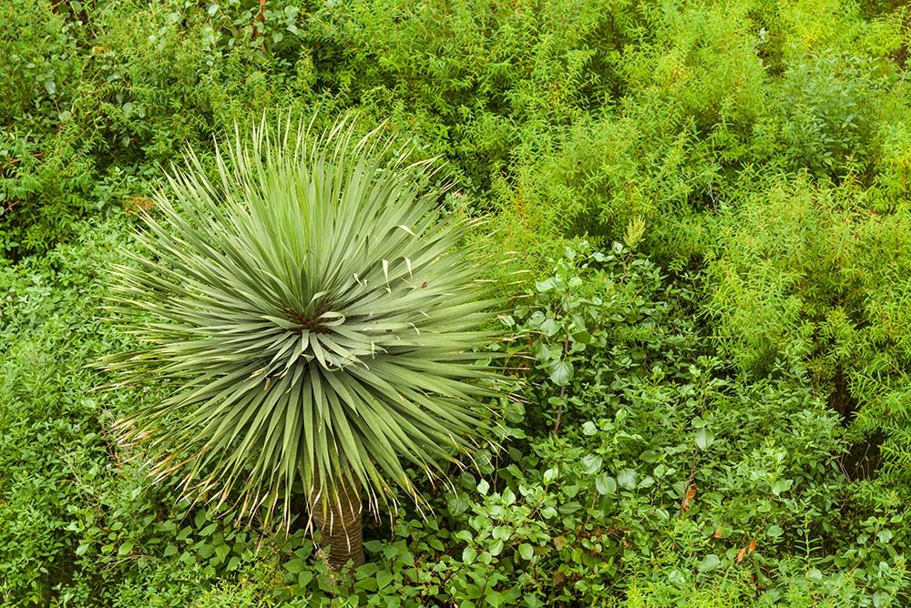 Canary Islands-La Palma Island-Santa Cruz de la Palma-hillside vegetation art print by Walter Bibikow for $57.95 CAD