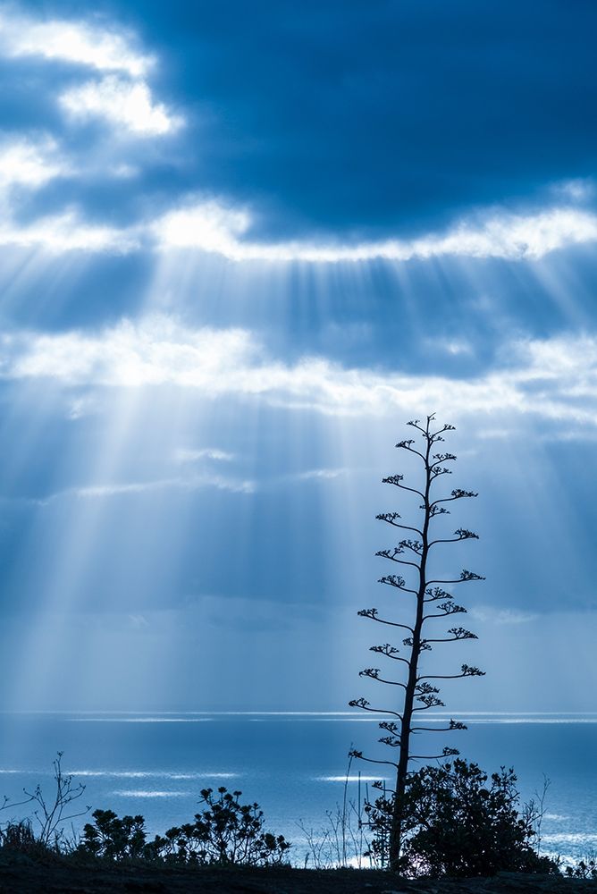 Canary Islands-La Palma Island-Santa Cruz de la Palma-dramatic sky and tree art print by Walter Bibikow for $57.95 CAD