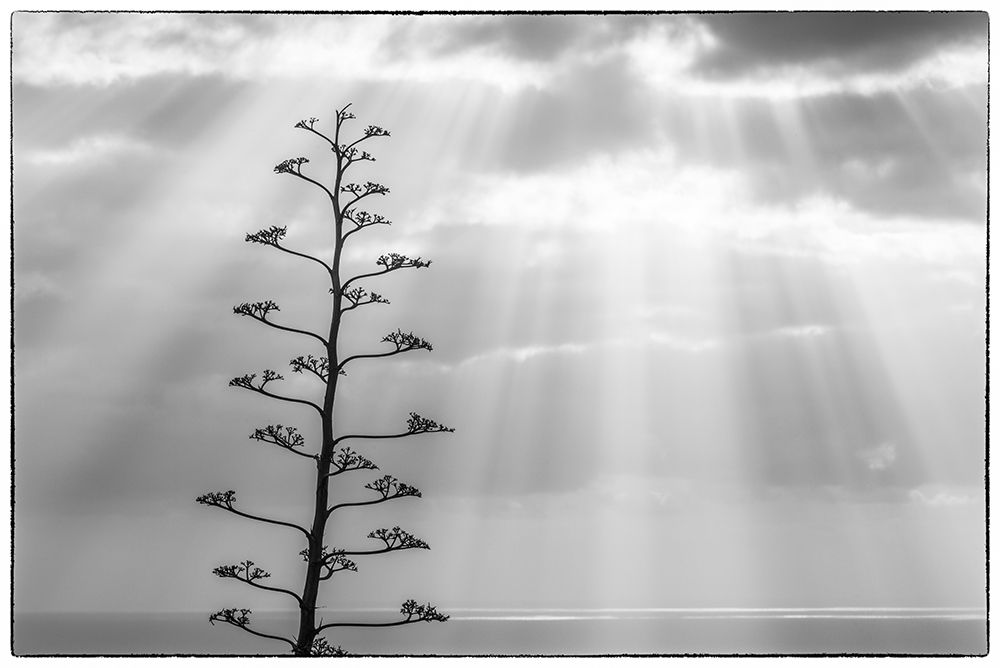 Canary Islands-La Palma Island-Santa Cruz de la Palma-dramatic sky and tree art print by Walter Bibikow for $57.95 CAD