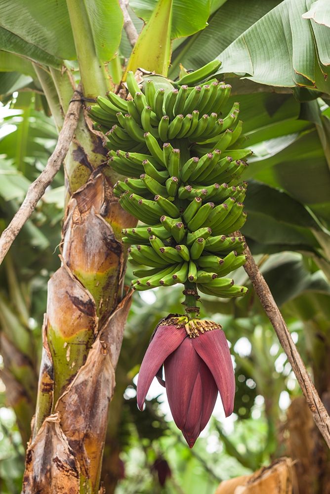 Canary Islands-La Palma Island-San Andres-banana flower art print by Walter Bibikow for $57.95 CAD