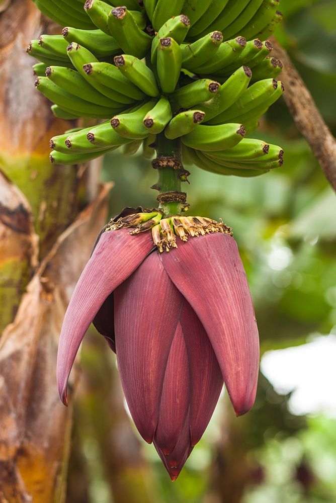 Canary Islands-La Palma Island-San Andres-banana flower art print by Walter Bibikow for $57.95 CAD