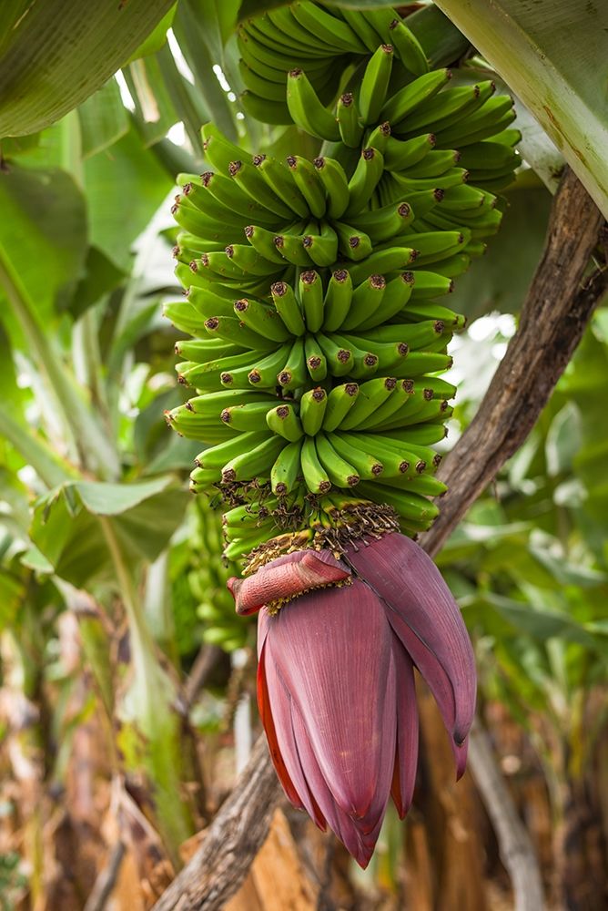 Canary Islands-La Palma Island-San Andres-banana flower art print by Walter Bibikow for $57.95 CAD