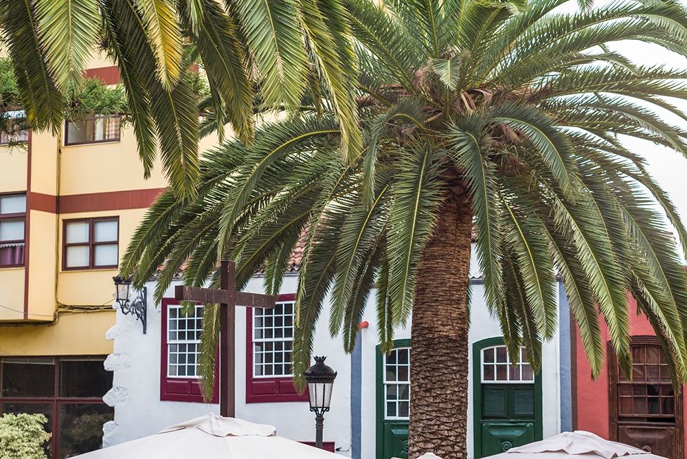 Canary Islands-La Palma Island-Santa Cruz de la Palma-palm tree art print by Walter Bibikow for $57.95 CAD