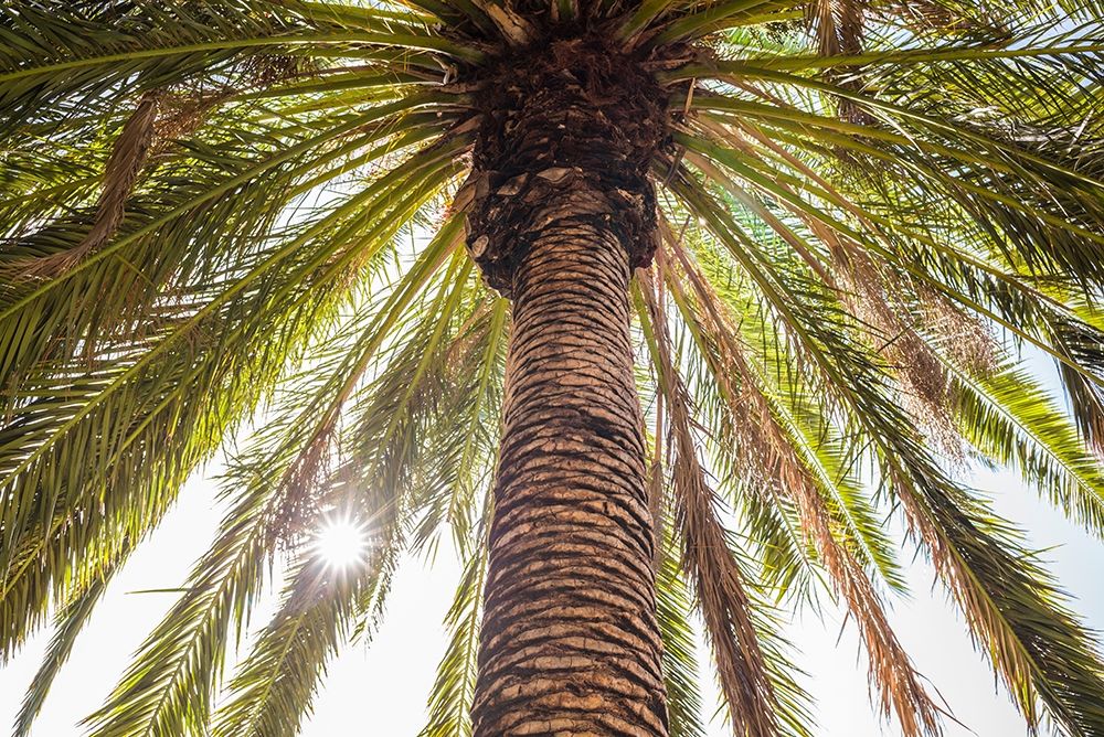 Canary Islands-Tenerife Island-Masca-palm tree art print by Walter Bibikow for $57.95 CAD