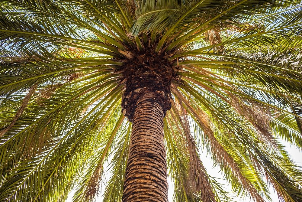 Canary Islands-Tenerife Island-Masca-palm tree art print by Walter Bibikow for $57.95 CAD