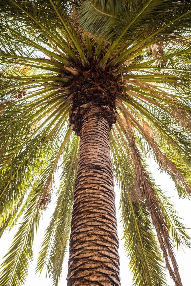 Canary Islands-Tenerife Island-Masca-palm tree art print by Walter Bibikow for $57.95 CAD