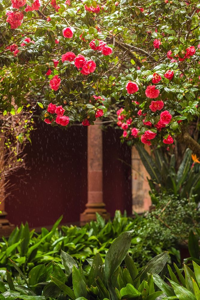 Canary Islands-Tenerife Island-San Cristobal de La Laguna-Convento de San Agustin convent-gardens art print by Walter Bibikow for $57.95 CAD