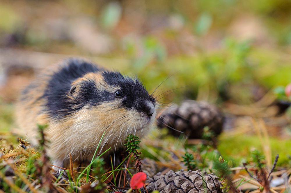 Sweden-Jamtland. Norway Lemming (Lemmus lemmus). art print by Fredrik Norrsell for $57.95 CAD