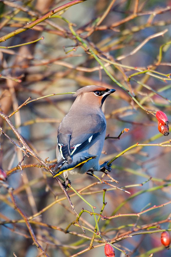 Sweden-Halland-Asa. Bohemian Waxwing (Bombycilla garrulus) feeding on rose hips. art print by Fredrik Norrsell for $57.95 CAD