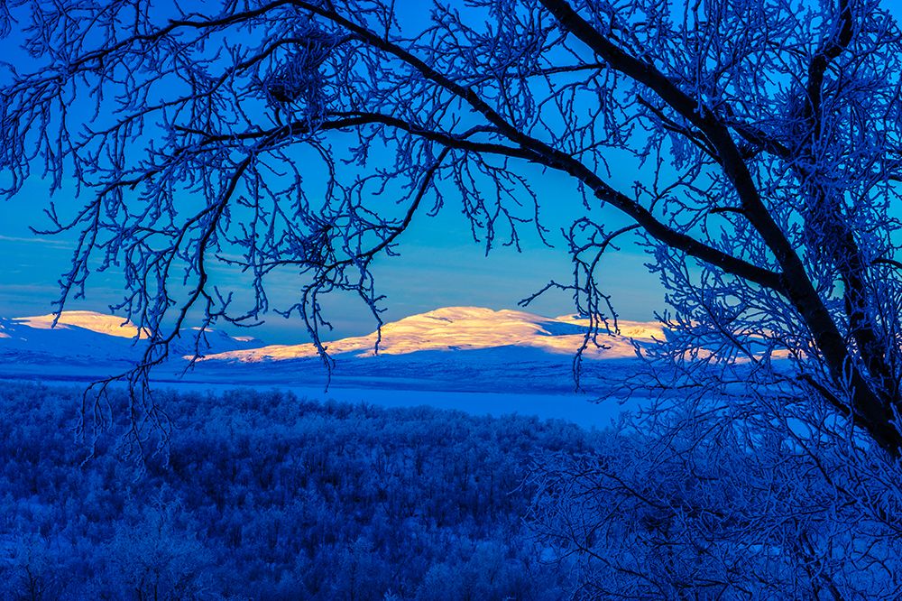 Sweden-Norrbotten-Abisko. Winter light over frosted birch forest and Torne Lake. art print by Fredrik Norrsell for $57.95 CAD