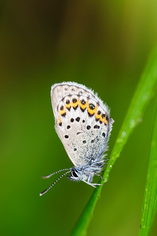 Sweden-Norrbotten-Abisko-Torne Lake. Northern Blue butterfly (Plebejus ida). art print by Fredrik Norrsell for $57.95 CAD