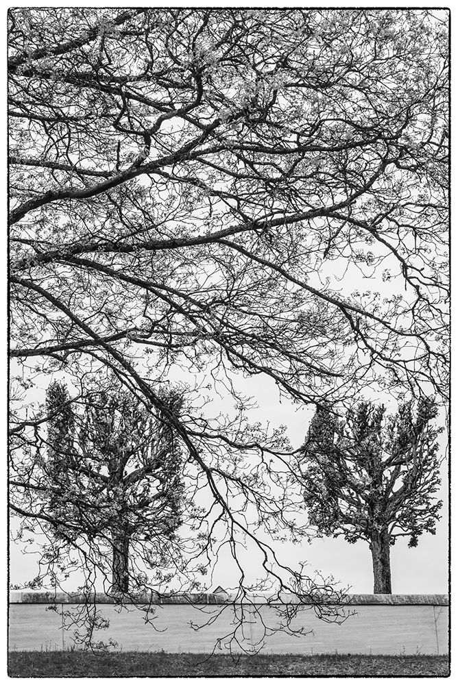 Sweden-Stockholm-trees-early spring art print by Walter Bibikow for $57.95 CAD