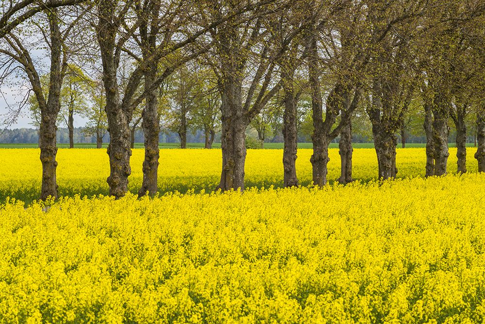 Sweden-Gotland Island-Romakloster-landscape with yellow flowers-springtime art print by Walter Bibikow for $57.95 CAD