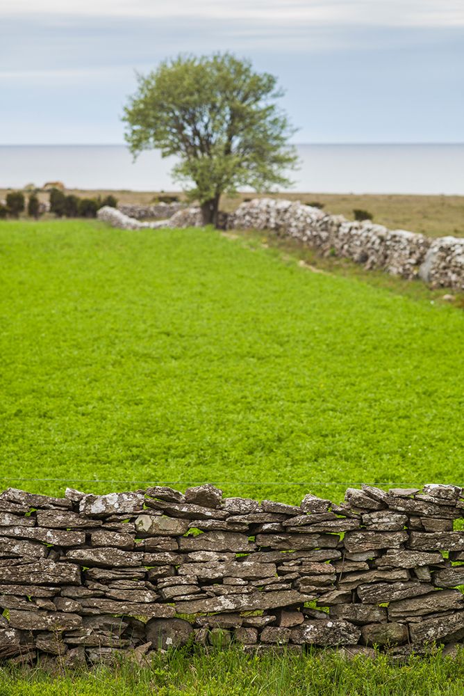 Sweden-Gotland Island-Sundre-stone wall-southern Gotland art print by Walter Bibikow for $57.95 CAD