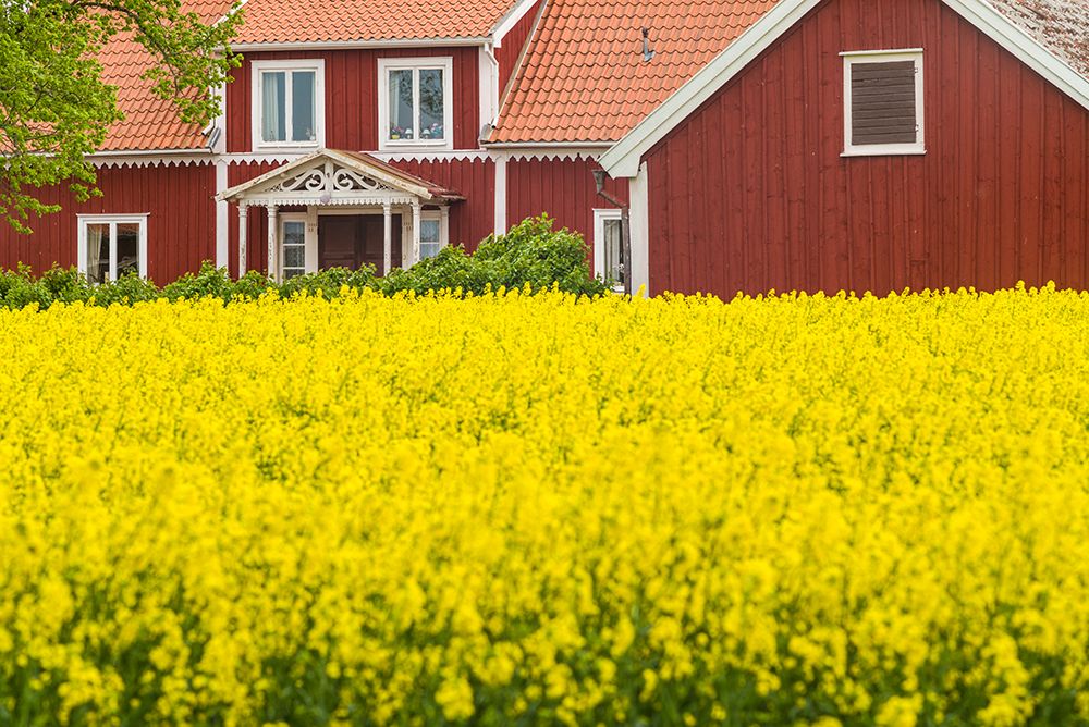 Sweden-Lake Vattern Area-Renstad-farm-springtime art print by Walter Bibikow for $57.95 CAD