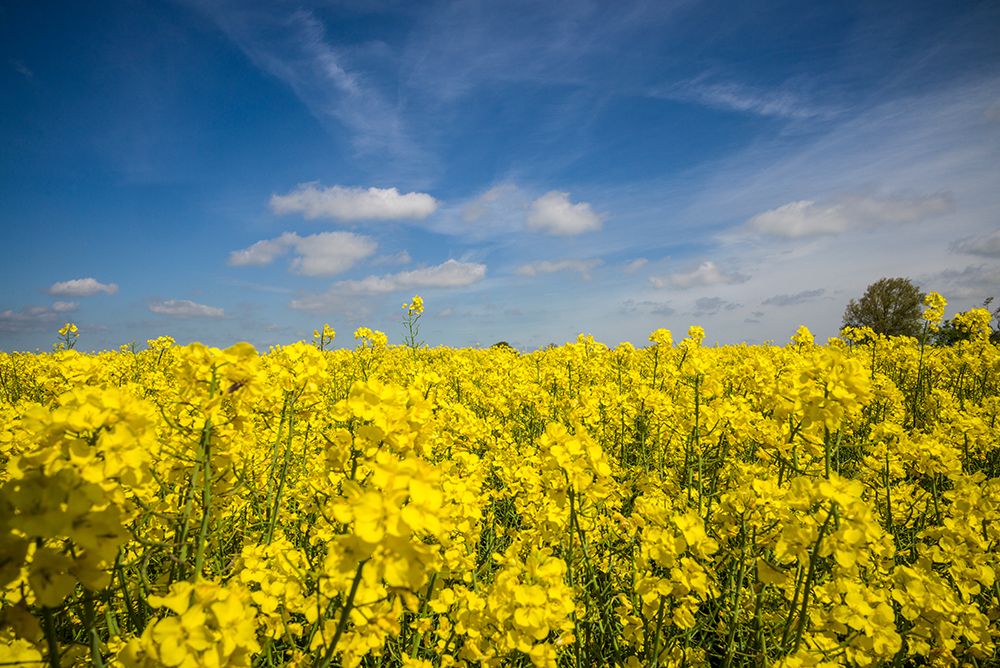 Southern Sweden-Boste lage-filed with yellow flowers-springtime art print by Walter Bibikow for $57.95 CAD