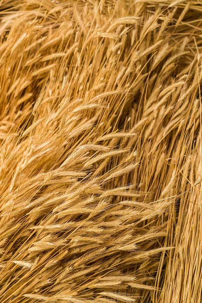 Sweden-Bohuslan-Tanumshede-cut wheat art print by Walter Bibikow for $57.95 CAD