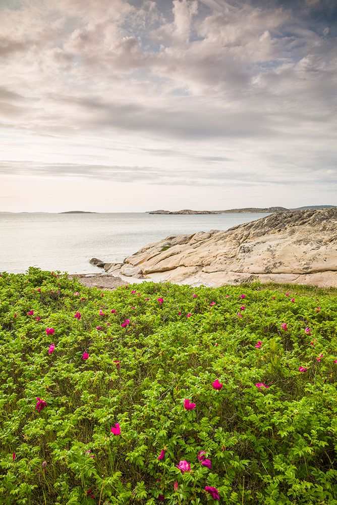 Sweden-Bohuslan-Salto Island-rocky cove seascape art print by Walter Bibikow for $57.95 CAD