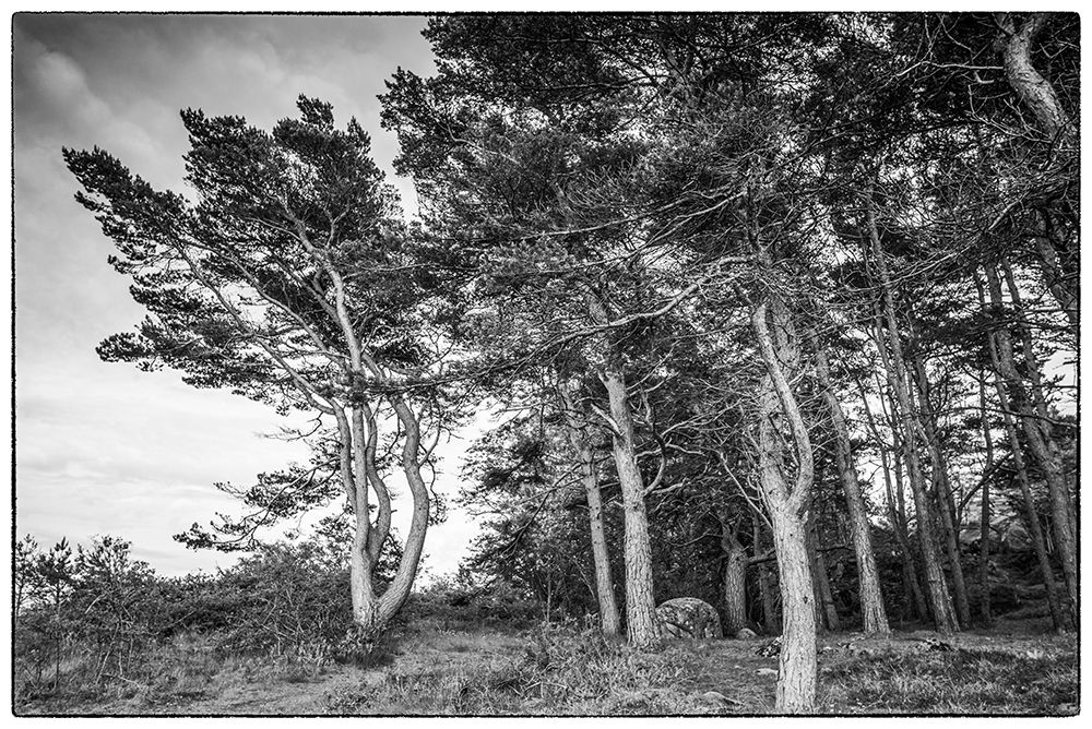 Sweden-Bohuslan-Salto Island-coastal trees art print by Walter Bibikow for $57.95 CAD