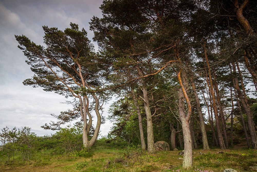 Sweden-Bohuslan-Salto Island-coastal trees art print by Walter Bibikow for $57.95 CAD
