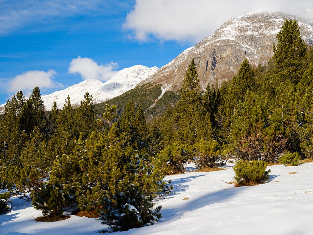 Alpe Champlonch with dwarf mountain pine. Valley Val dal Spol, Switzerland, Grisons, Lower Engadin art print by Martin Zwick for $57.95 CAD