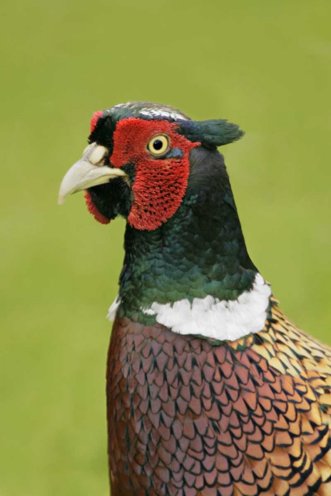 Great Britain, Tresco Isl Ring-necked pheasant art print by Arthur Morris for $57.95 CAD