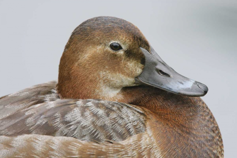 Great Britain, London Close-up of pochard duck art print by Arthur Morris for $57.95 CAD