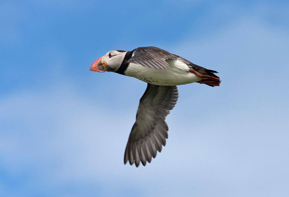 Atlantic Puffin-Fratercula arctica-flying-Northumberland-UK art print by Keren Su for $57.95 CAD