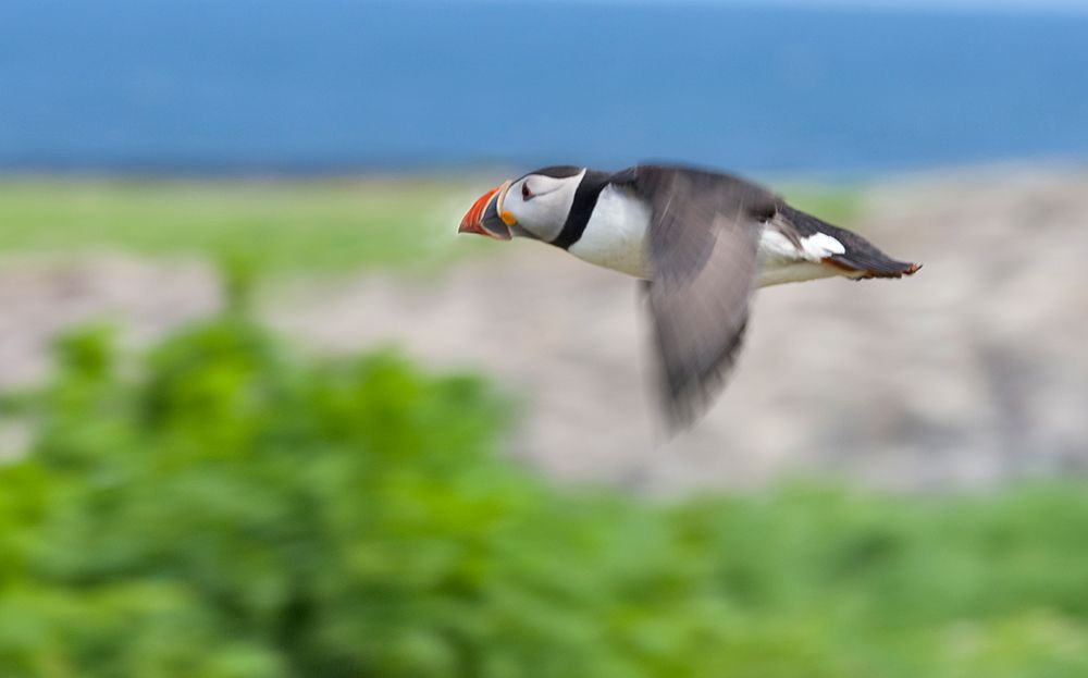 Atlantic Puffins-Fratercula arctica-flying-Northumberland-UK art print by Keren Su for $57.95 CAD