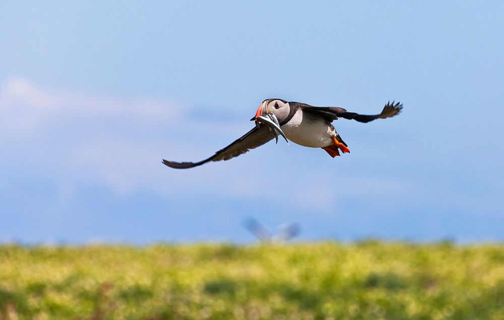 Atlantic Puffin-Fratercula arctica-flying and carrying fish in its beak-Northumberland-UK art print by Keren Su for $57.95 CAD