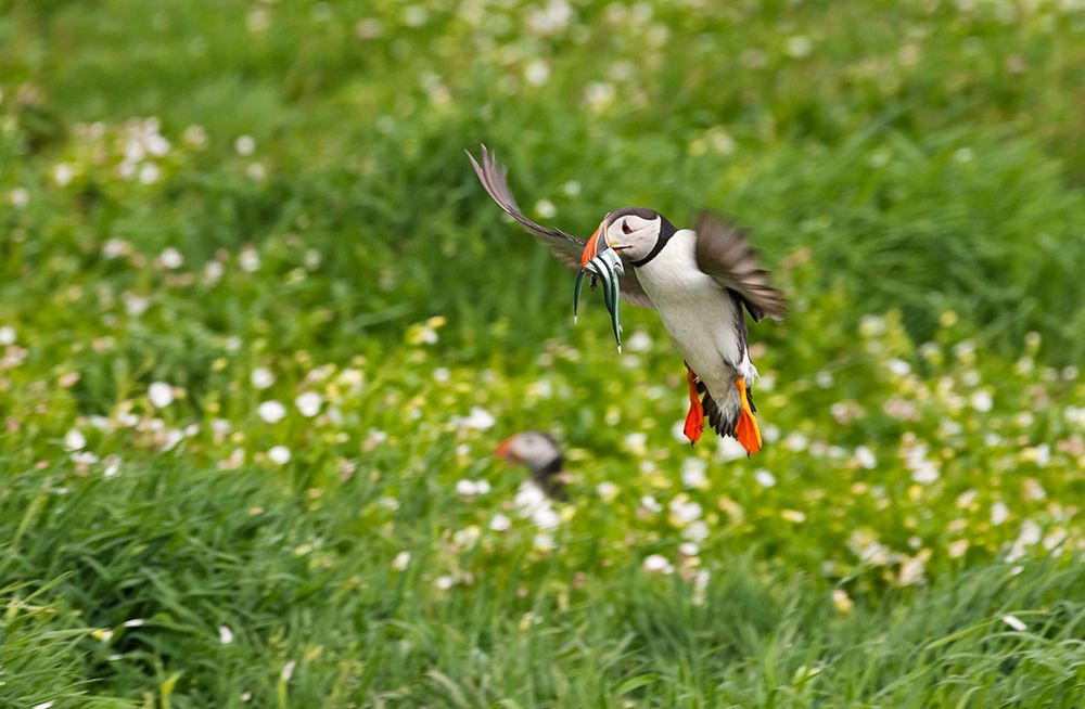 Atlantic Puffin-Fratercula arctica-flying over the meadow carrying fish in its beak-Northumberland- art print by Keren Su for $57.95 CAD