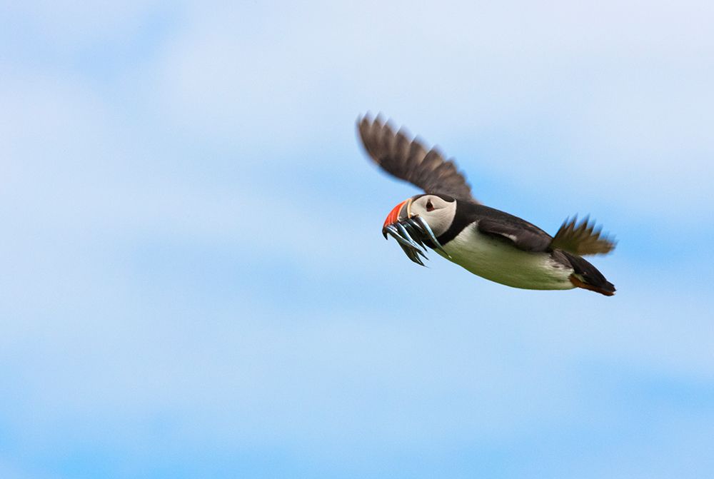 Atlantic Puffins-Fratercula arctica-flying and carrying fish in its beak-Northumberland-UK art print by Keren Su for $57.95 CAD