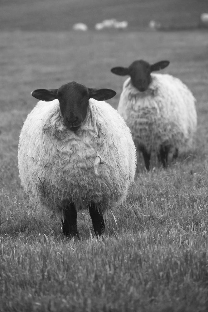 Blackface ewe-Northumberland-England-UK art print by Keren Su for $57.95 CAD
