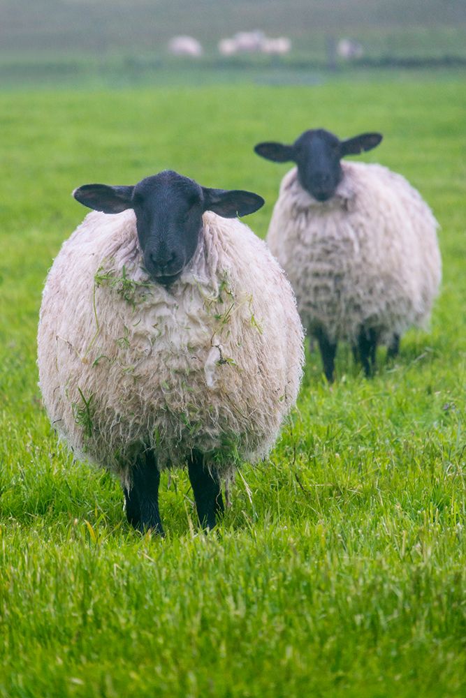 Blackface ewe-Northumberland-England-UK art print by Keren Su for $57.95 CAD