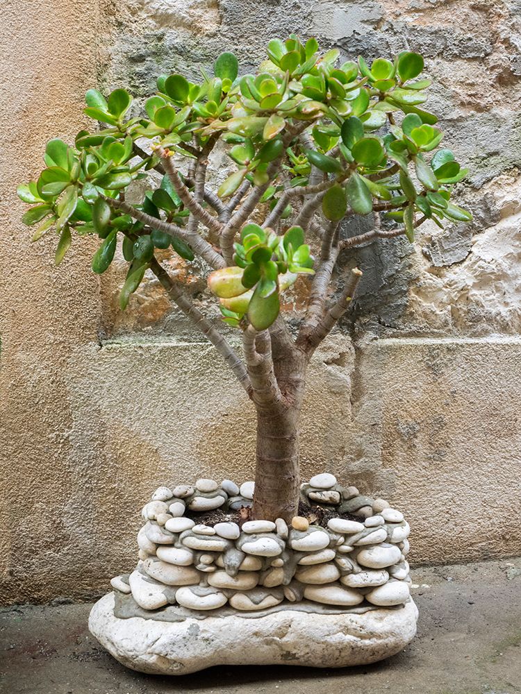 Croatia-Hvar. Green jade plant in a rock build pot in the street. art print by Julie Eggers for $57.95 CAD
