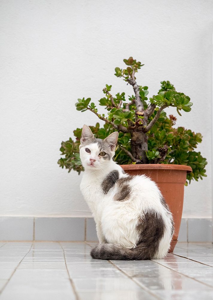 Croatia-Hvar. Domestic cat sitting by a potted jade plant along the street. art print by Julie Eggers for $57.95 CAD