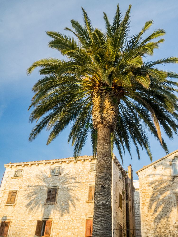 Croatia-Hvar. Palm trees and shadow along the promenade. art print by Julie Eggers for $57.95 CAD